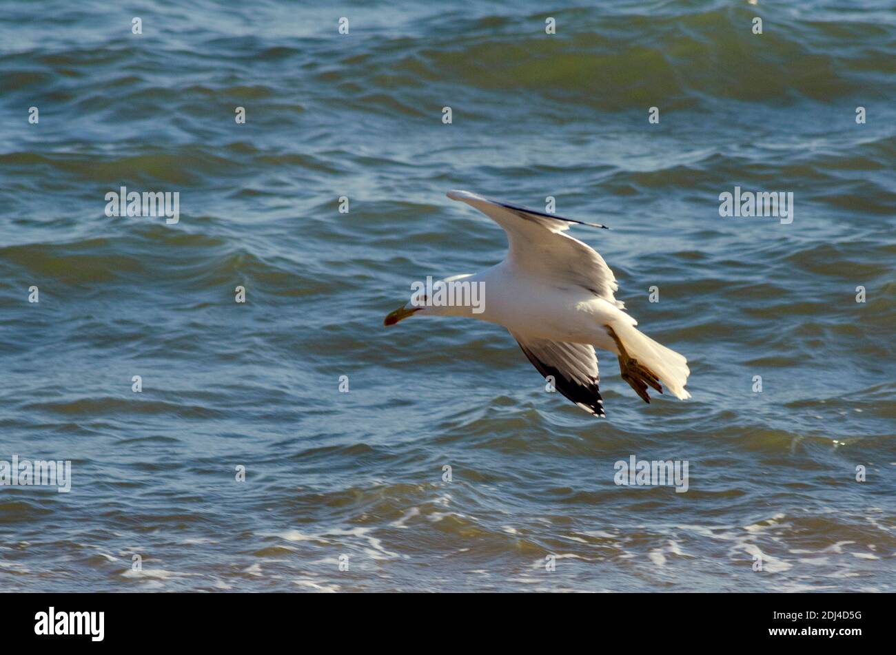 Yellow-legged gull ( Larus michahellis ) on a beach near Alexandroupoli, Evros, Greece - Photo: Geopix Stock Photo