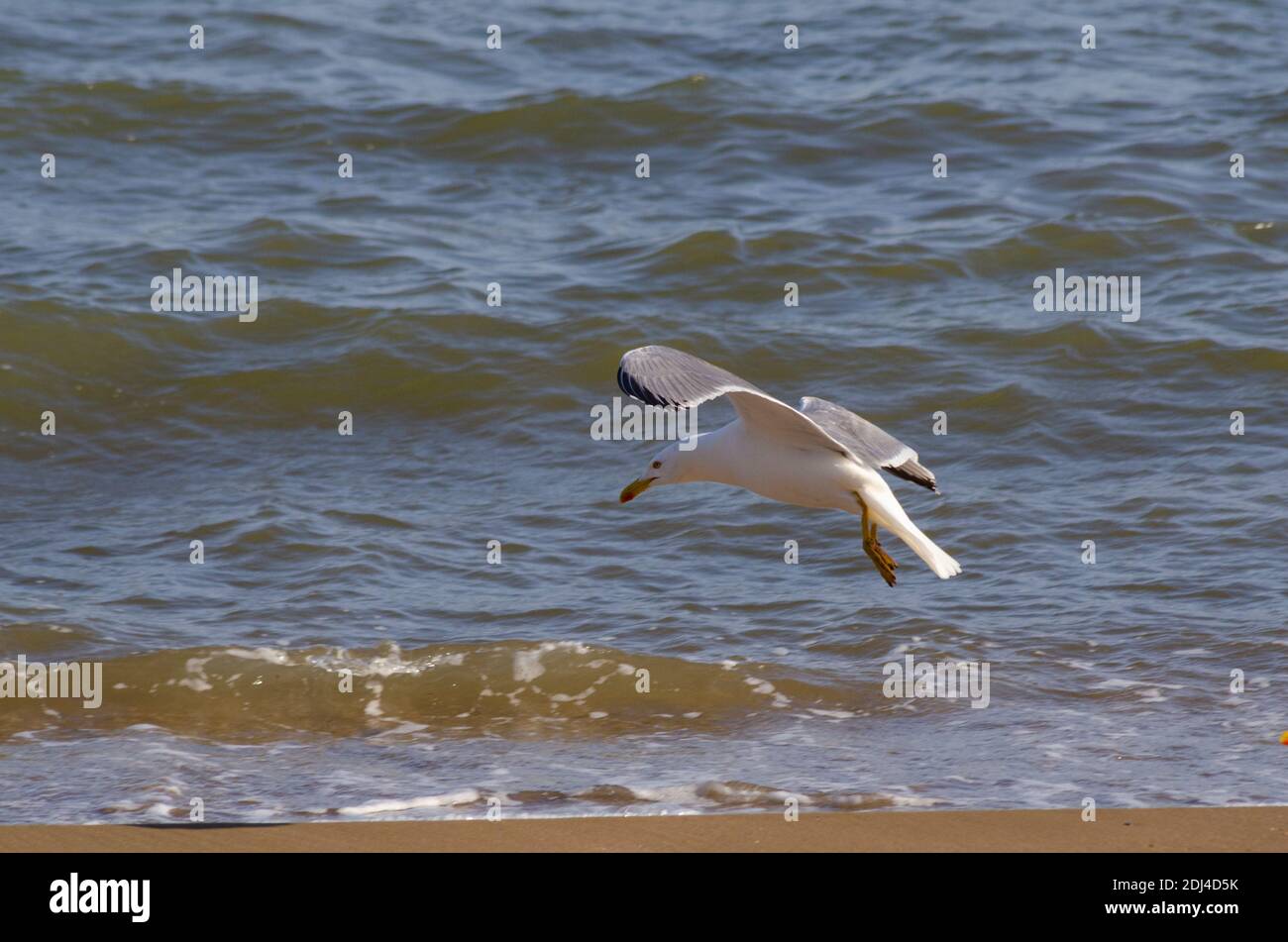 Yellow-legged gull ( Larus michahellis ) on a beach near Alexandroupoli, Evros, Greece - Photo: Geopix Stock Photo
