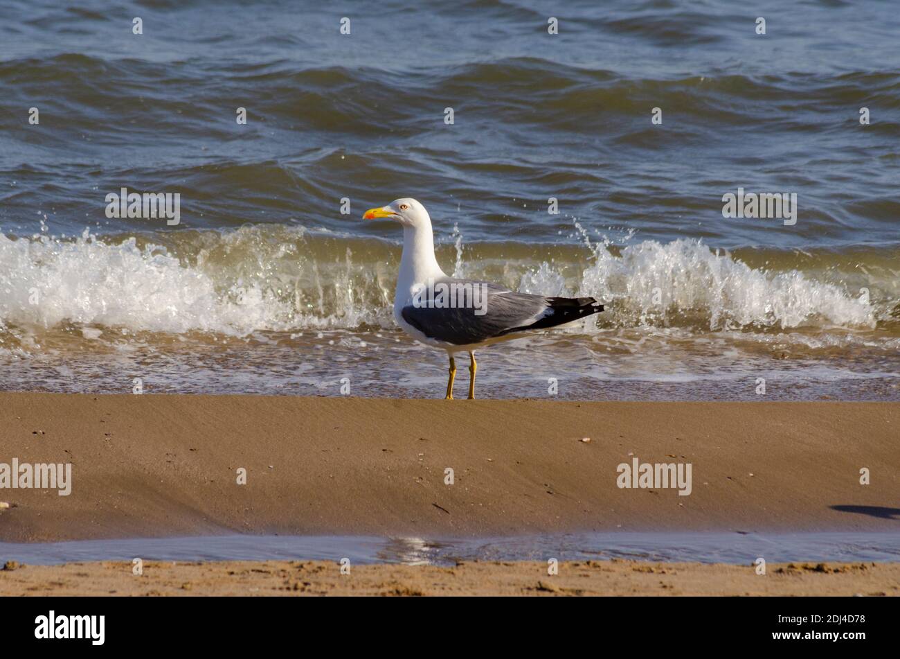 Yellow-legged gull ( Larus michahellis ) on a beach near Alexandroupoli, Evros, Greece - Photo: Geopix Stock Photo