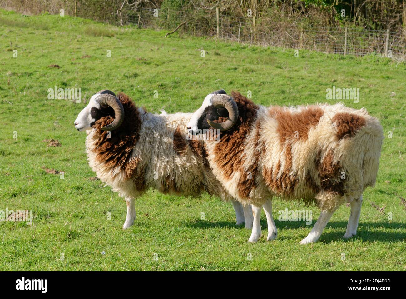 Jacob sheep (Ovis aries) two rams of this ancient British breed standing on pastureland, Wiltshire, UK, March. Stock Photo