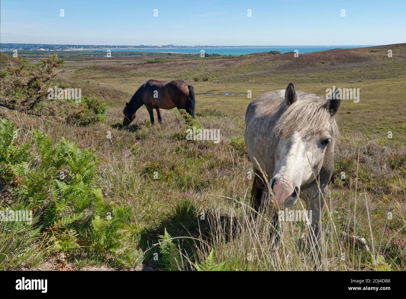 Ponies (Equus caballus) grazing Godlingston Heath with the English Channel in the background, Dorset, UK, July. Stock Photo