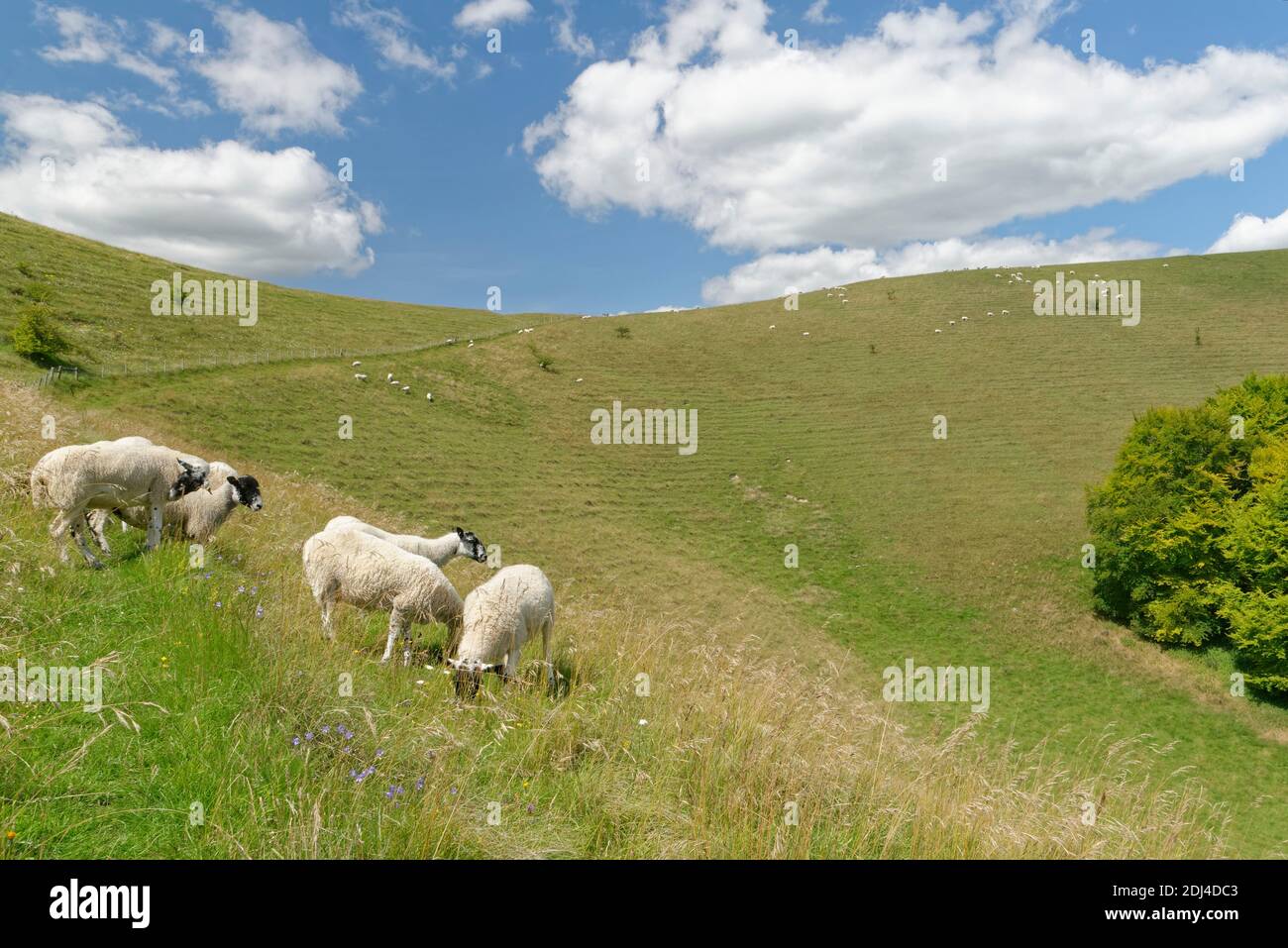 Domestic sheep (Ovis aries) grazing chalk grassland slope, Pewsey Downs, Wiltshire, UK, July. Stock Photo