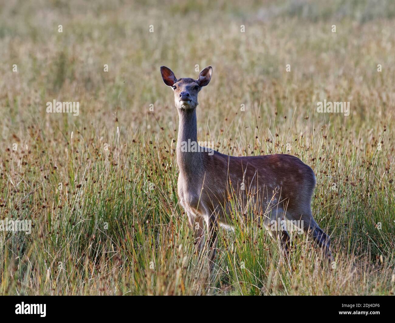 Sika deer (Cervus nippon) alert hind looking up from grazing clumps of Soft rush (Juncus effusus) in a damp meadow at dusk, Corfe Castle, Dorset, UK. Stock Photo