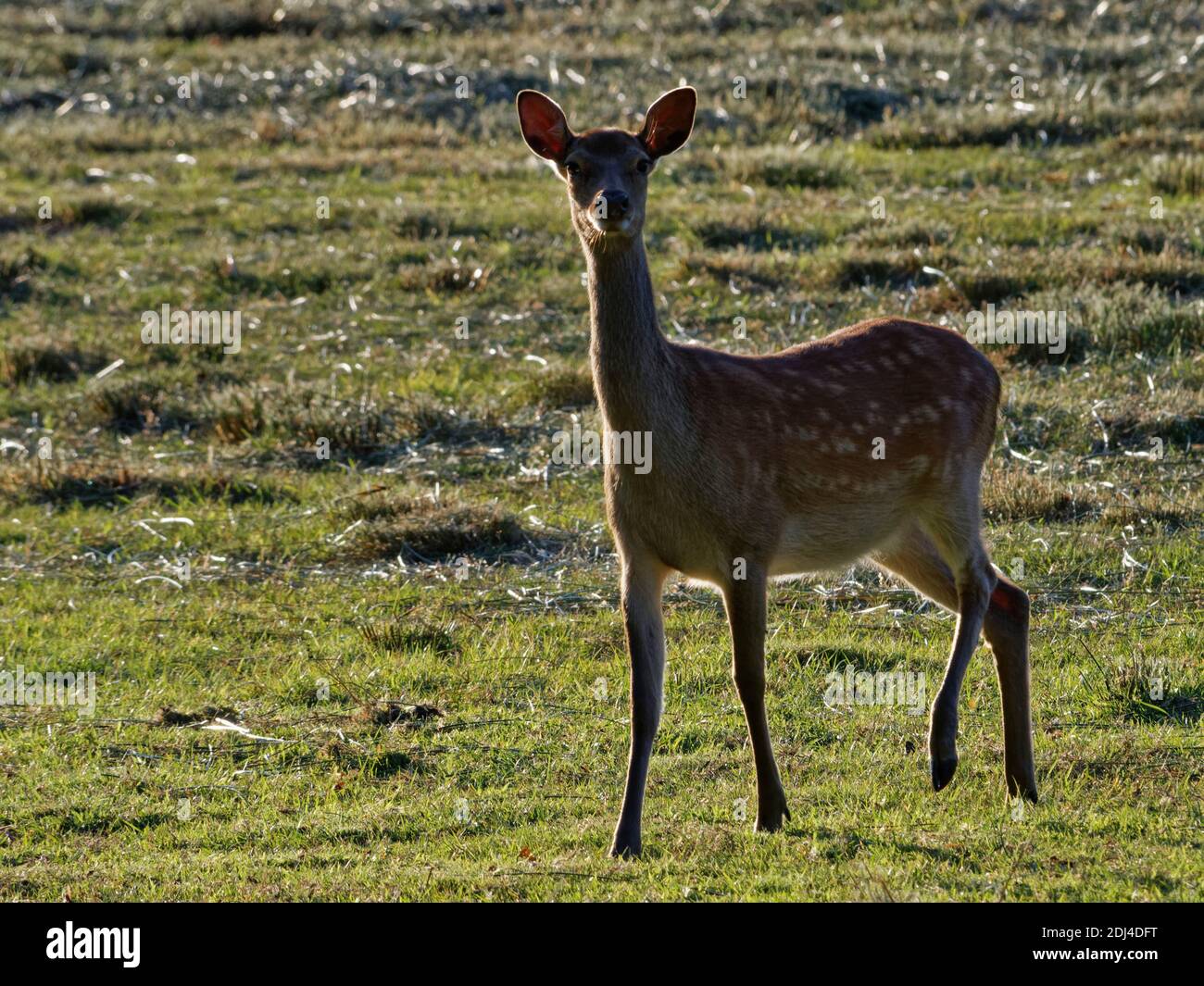 Sika deer (Cervus nippon) alert hind looking up from grazing grass in a meadow, backlit at dusk, near Corfe Castle, Dorset, UK, July. Stock Photo