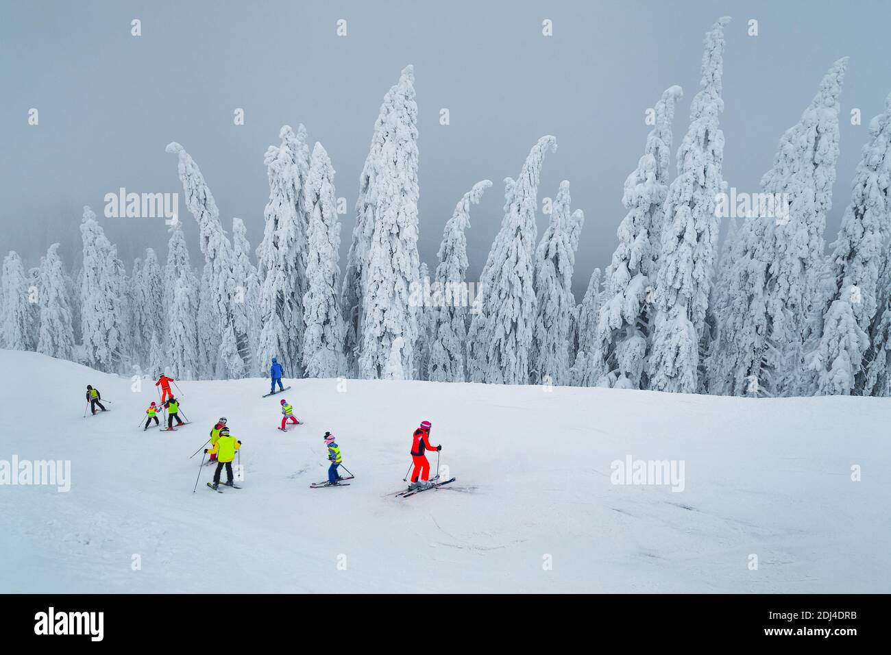 Fabulous snow covered trees and misty winter ski resort. Active kids skiers skiing downhill in famous Poiana Brasov ski resort, Transylvania, Romania, Stock Photo