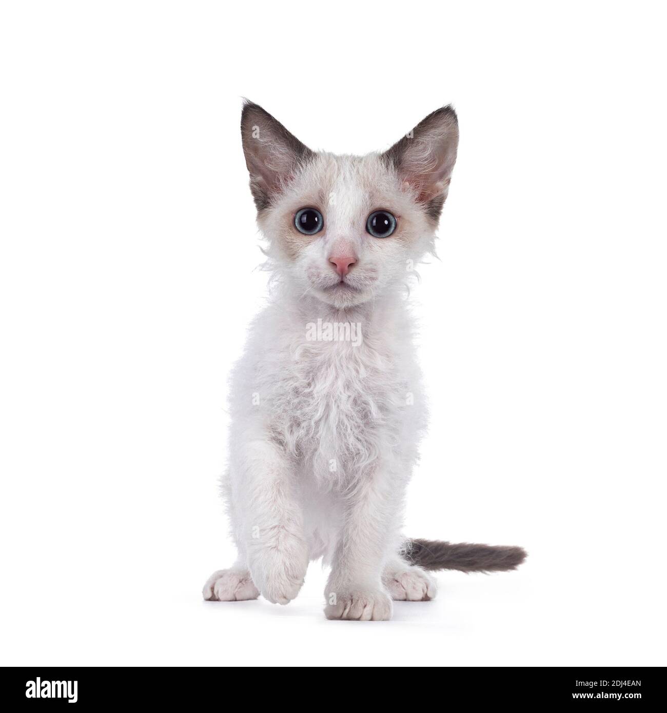 Adorable blue bicolor LaPerm cat kitten, standing facing front. One paw