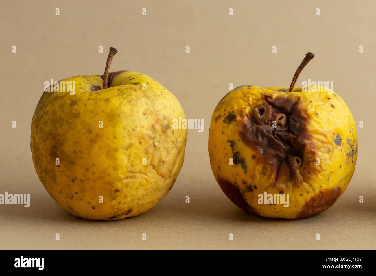 rotten, apple, fruit, bad, old, food, white, spoiled, organic, nature, isolated, natural, background, wrinkled, damaged, decay, fungus, yellow, red, Stock Photo