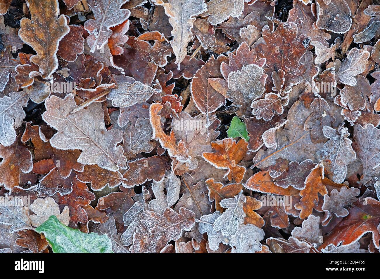 Carpet of frosted leaves in winter UK Stock Photo