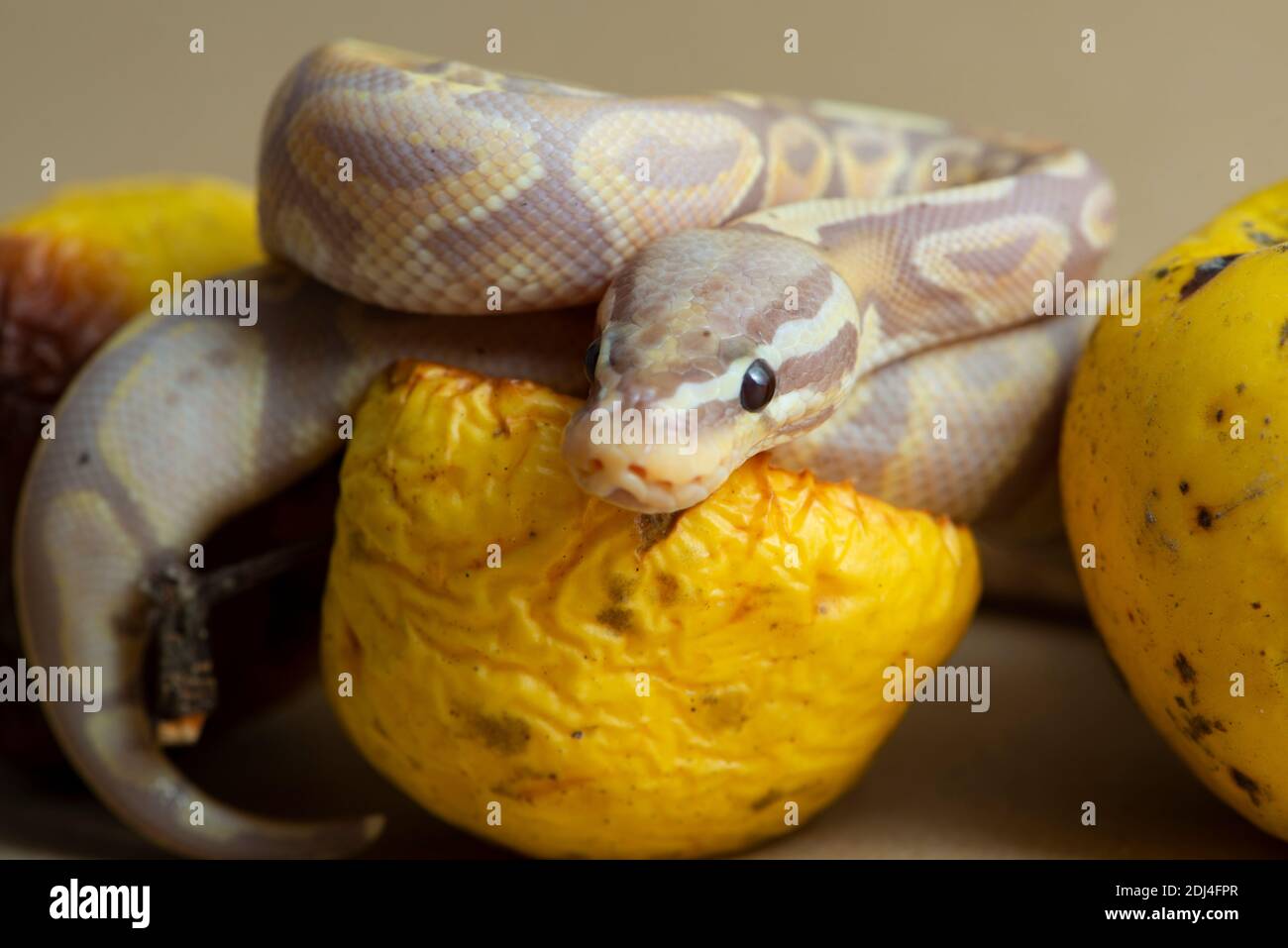 reptile, snake, python, studio, isolated, animal, white, ball, wildlife, wild, background, species, royal, yellow, vertebrate, white background, Stock Photo