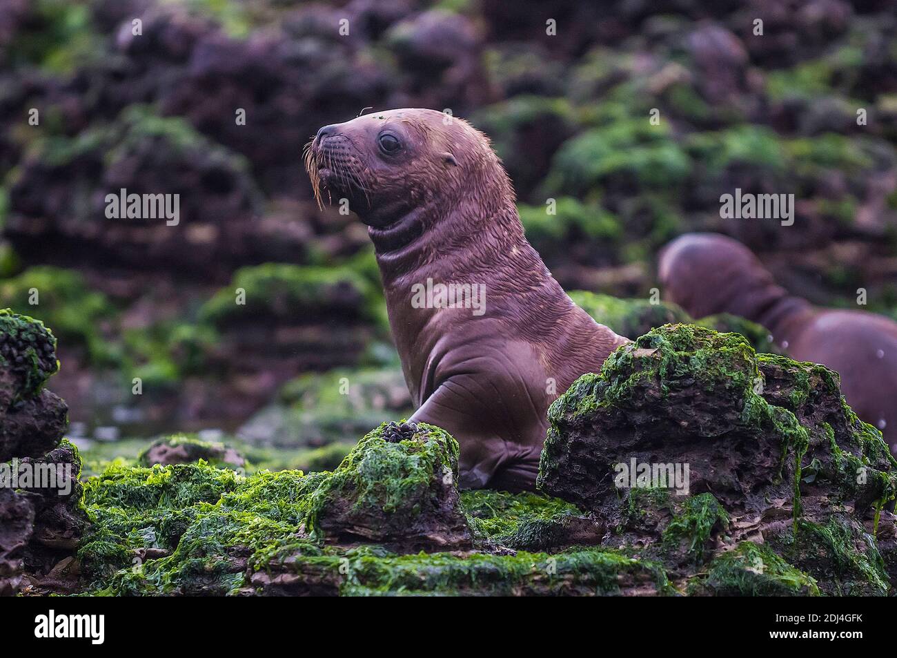Southern right whale baby calf hi-res stock photography and images - Alamy