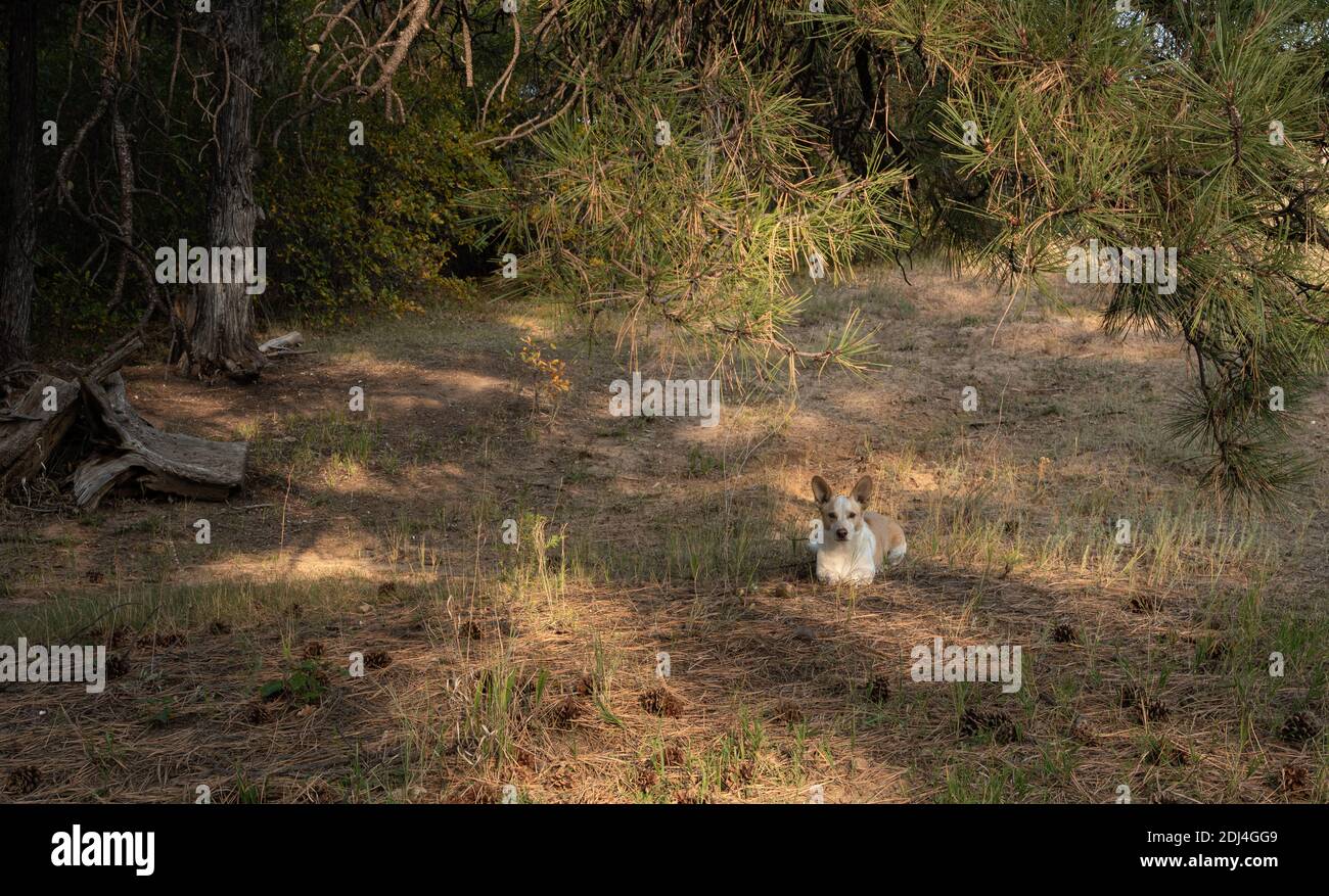 A small corgi mix dog lies alone beneath the pines on the forest floor Stock Photo