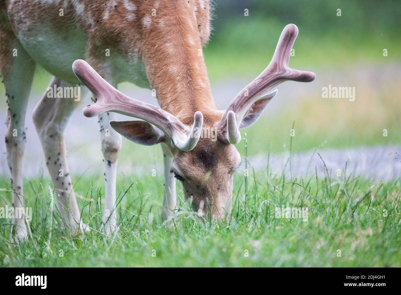 Young fallow deer grazing, close up Stock Photo