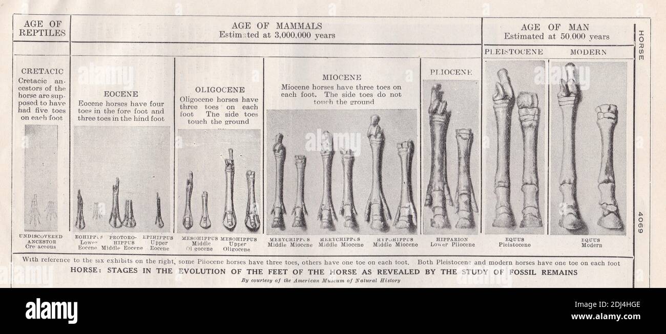 Vintage illustrations of the Horse Stages in the evolution of the feet