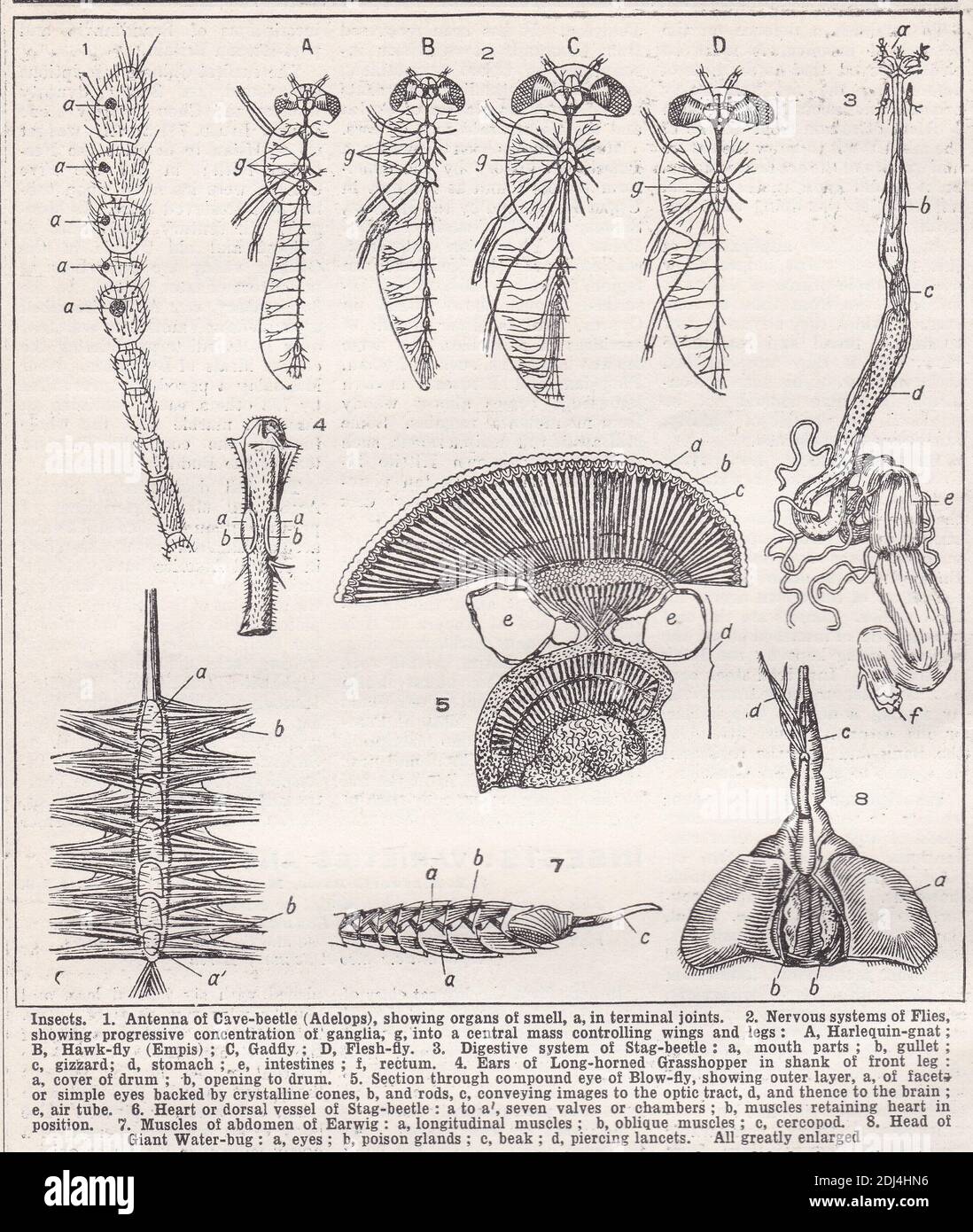 Vintage illustrations of Insects 1900s Stock Photo - Alamy