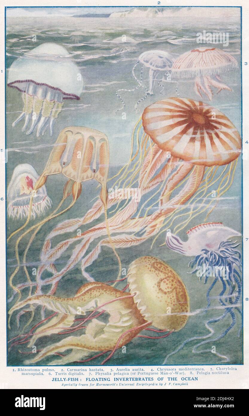 Vintage illustrations of Jelly-Fish:  Floating invertebrates of the ocean 1900s. Stock Photo