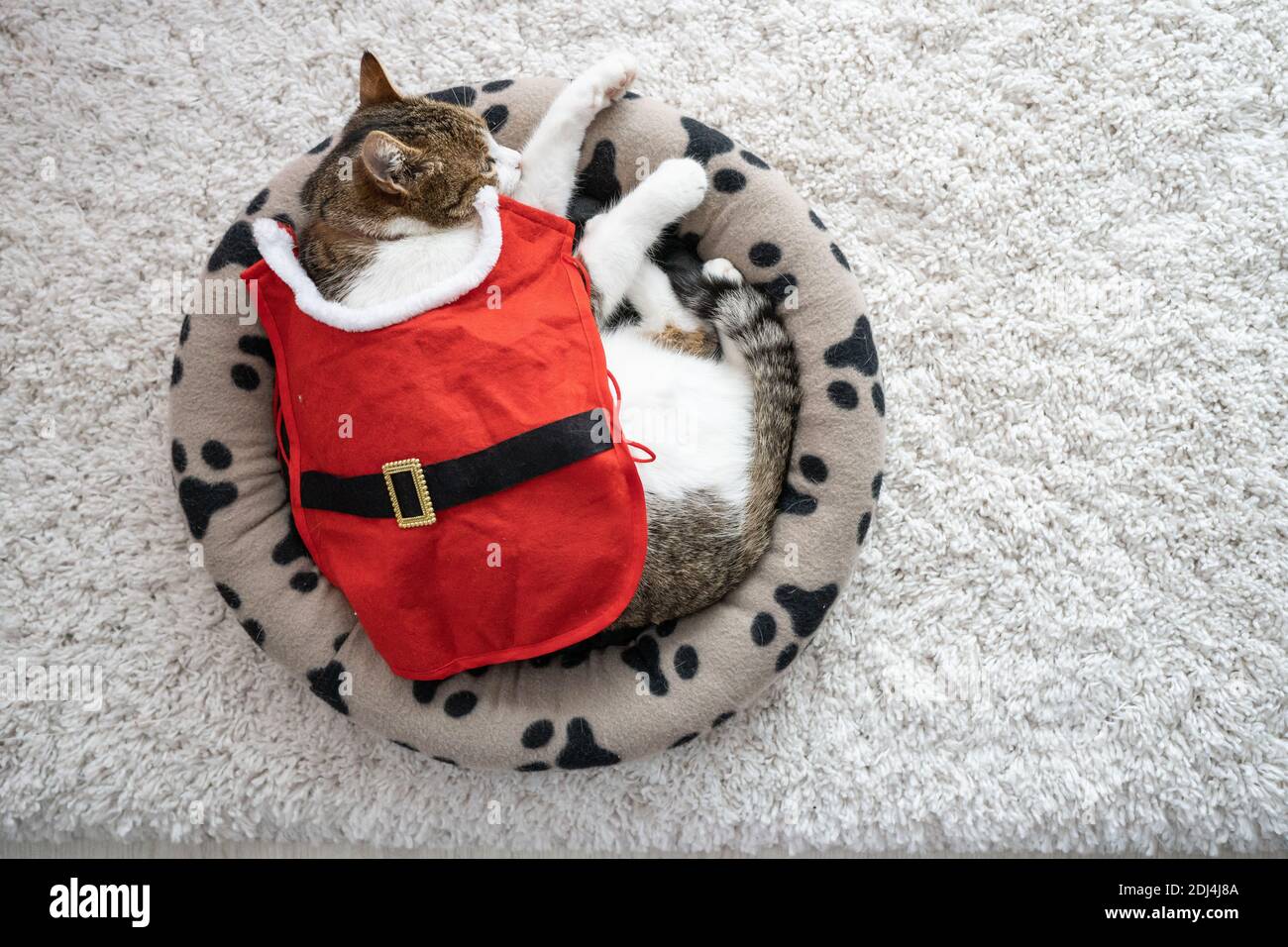 Cat santa suit hires stock photography and images Alamy