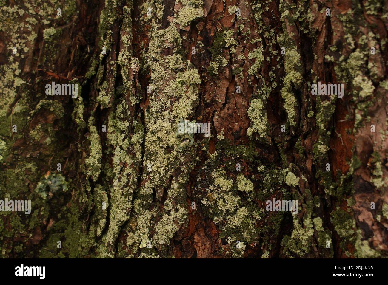 Aesthetically Pleasing Umber Tree Close Up Stock Photo
