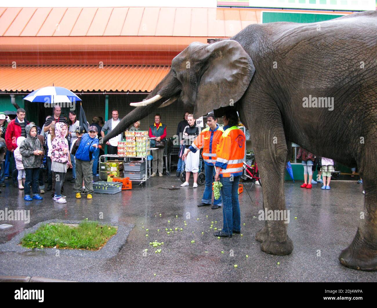Families gather around the circus elephant outside the grocery storefor the show Stock Photo