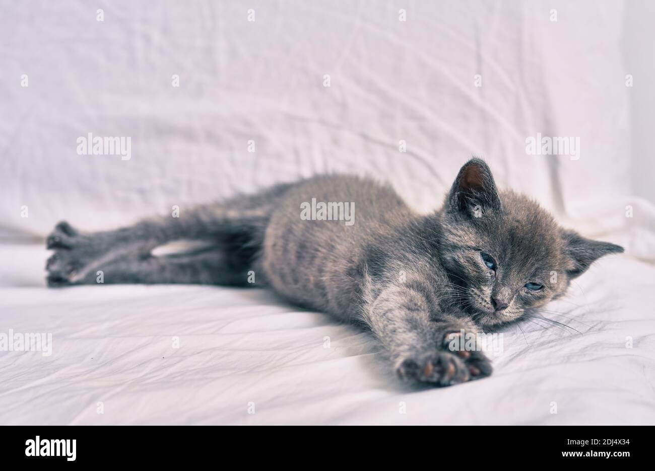 Adorable grey cat sleeping on the bed Stock Photo - Alamy