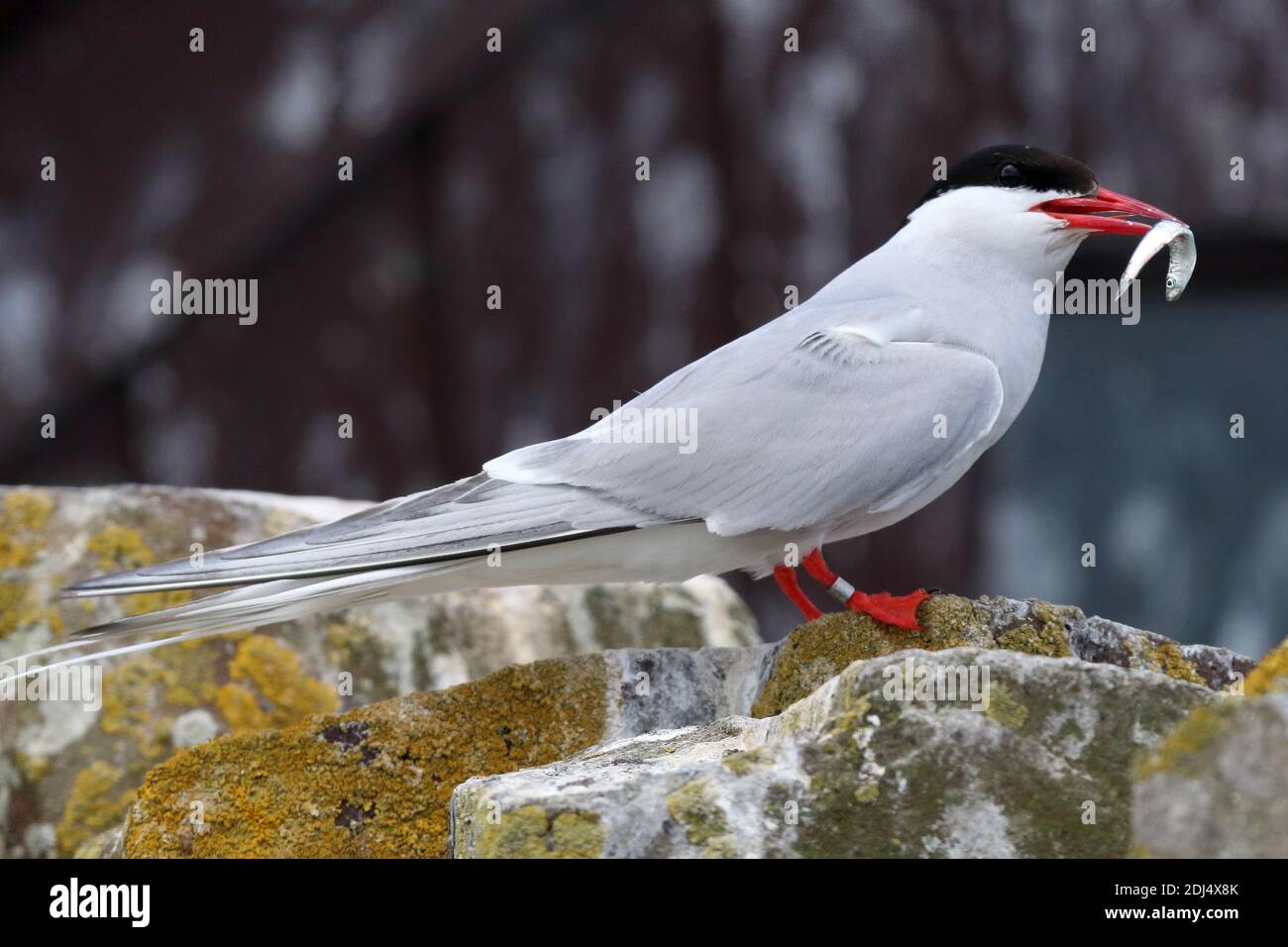 Arctic Tern with a fish on Inner Farne. Stock Photo