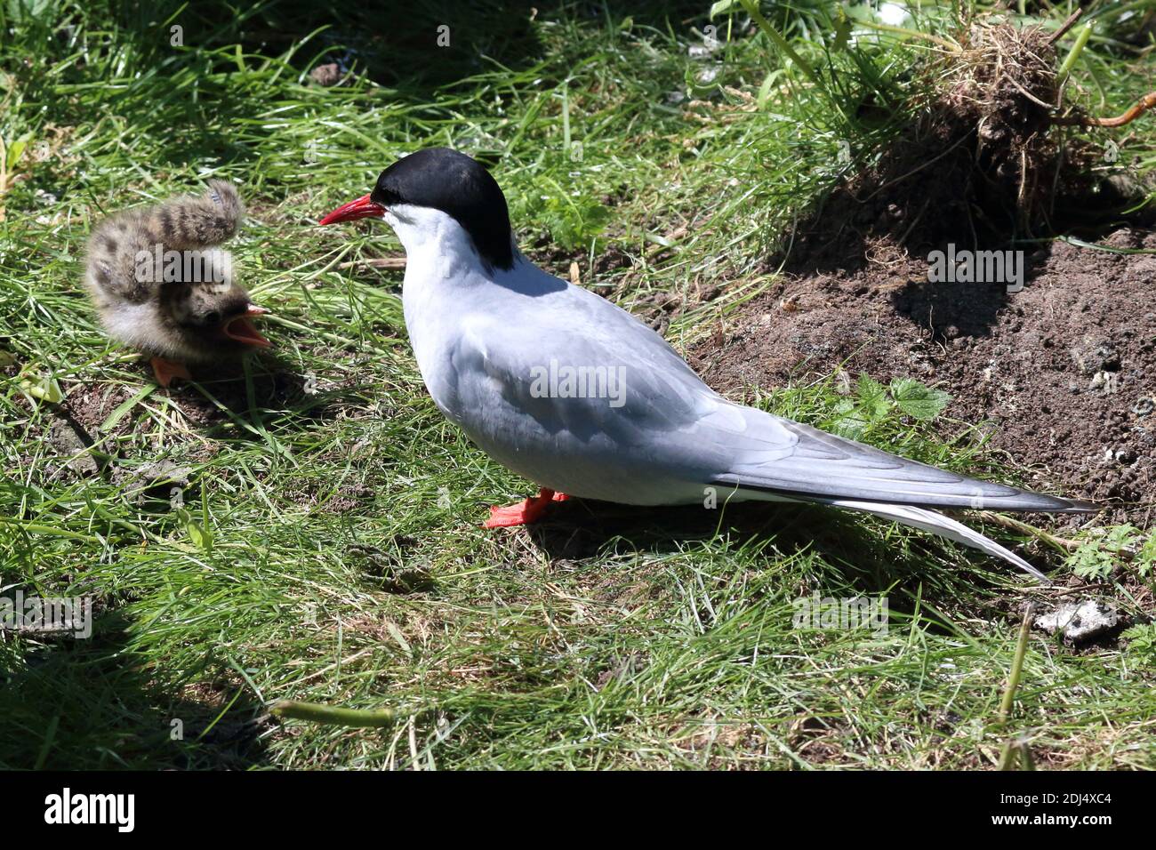 An Arctic Tern with a chick on the Farne Islands Stock Photo