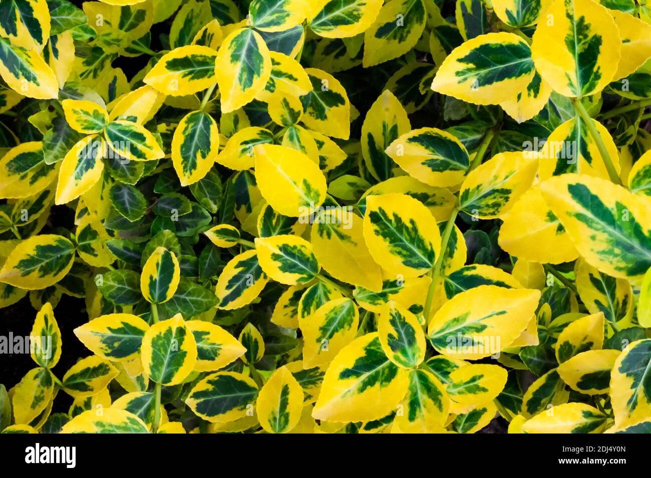 Branch of Euonymus fortunei (common names spindle or Fortune's spindle, winter creeper or wintercreeper), variegated cultivar 'Emerald 'n' Gold' close Stock Photo