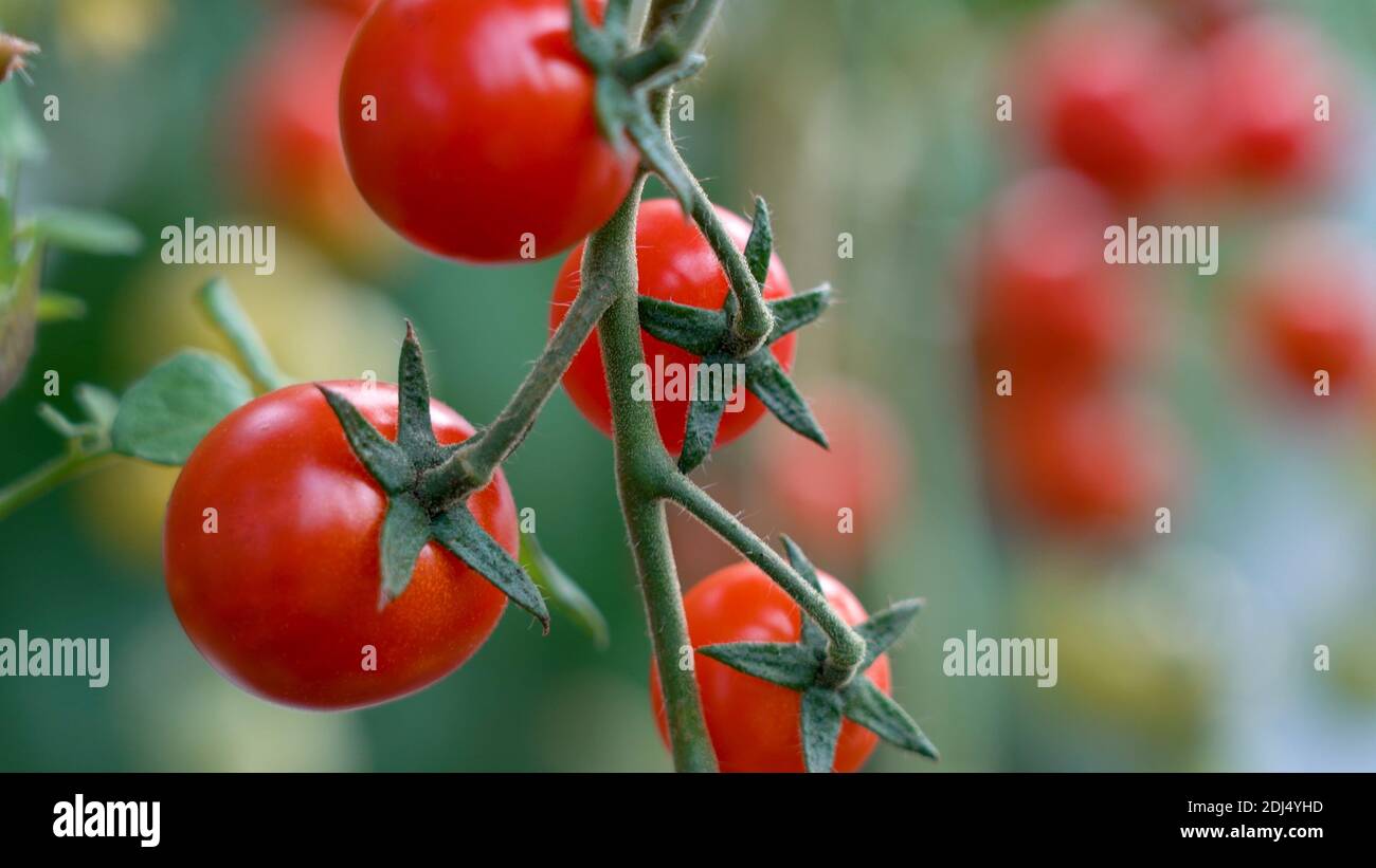 Close up tomatoes bunch hi-res stock photography and images - Alamy