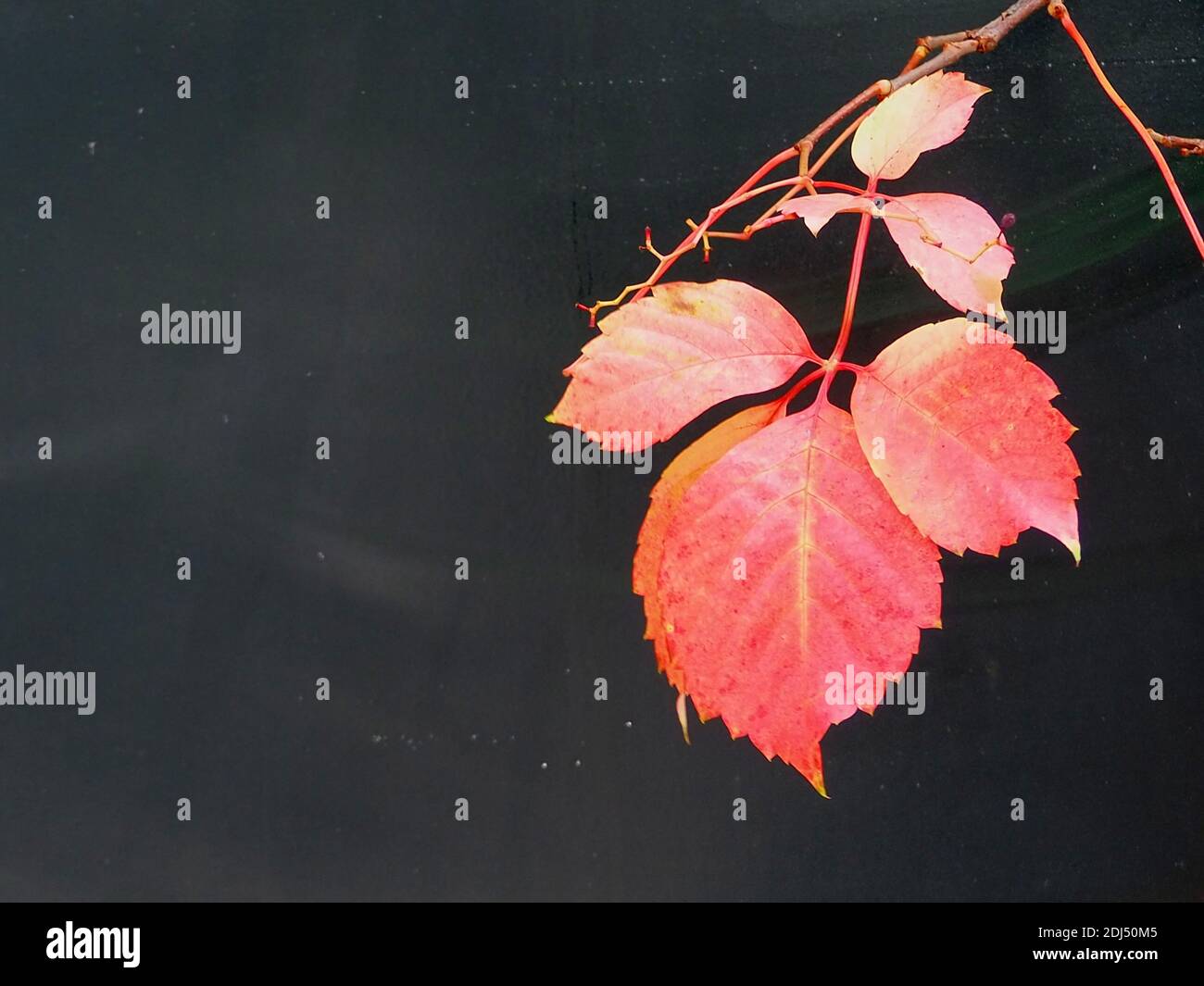 Brightly-lit orange leaves on a dark background, autumn in Athens, Greece Stock Photo