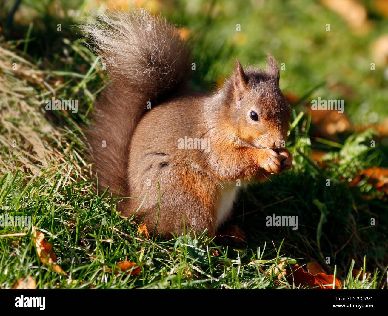Red squirrel Sciurus vulgaris, foraging on ground, Aberdeenshire, Scotland Stock Photo