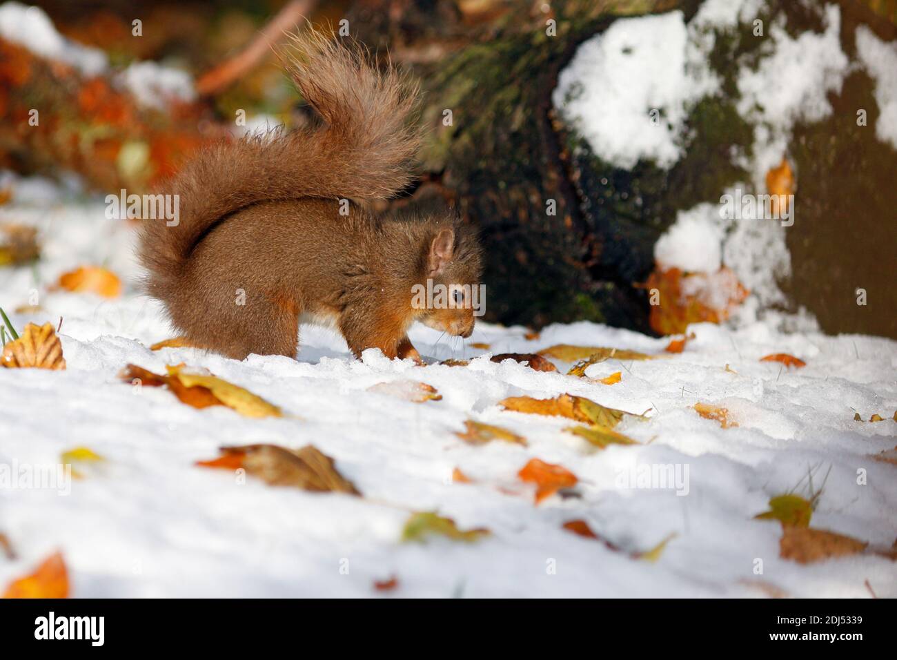 Red squirrel Sciurus vulgaris, digging in snow among autumn leaves, Aberdeenshire, Scotland Stock Photo