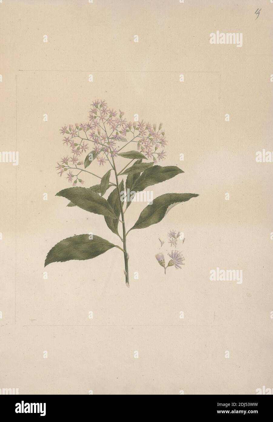 Vernonia Amygdalina Del Bitter Leaf Finished Drawing Luigi Balugani 1737 1770 Italian Undated Watercolor And Vernonia Amygdalina Del Bitter Leaf Finished Drawing Luigi Balugani 1737 1770 Italian Undated Watercolor And
