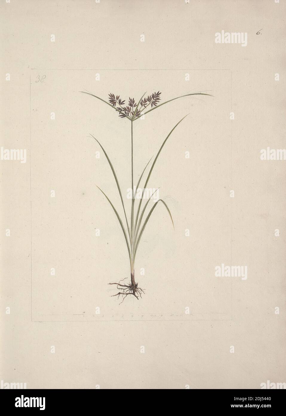 Cyperus esculentus L. (Tiger Nut): finished drawing of whole plant with roots, Luigi Balugani, 1737–1770, Italian, undated, Watercolor and graphite on medium, slightly textured, cream laid paper, Sheet: 15 15/16 × 12 5/16 inches (40.5 × 31.3 cm) and Binding: 16 1/4 inches (41.3 cm Stock Photo