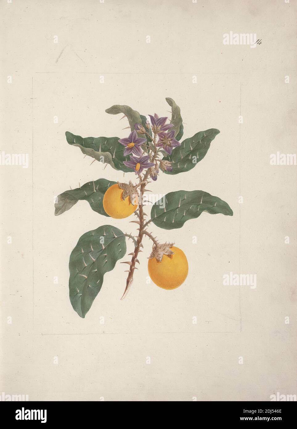 Solanum Incanum L Wild Egg Plant Finished Drawing Luigi Balugani 1737 1770 Italian Undated Watercolor
