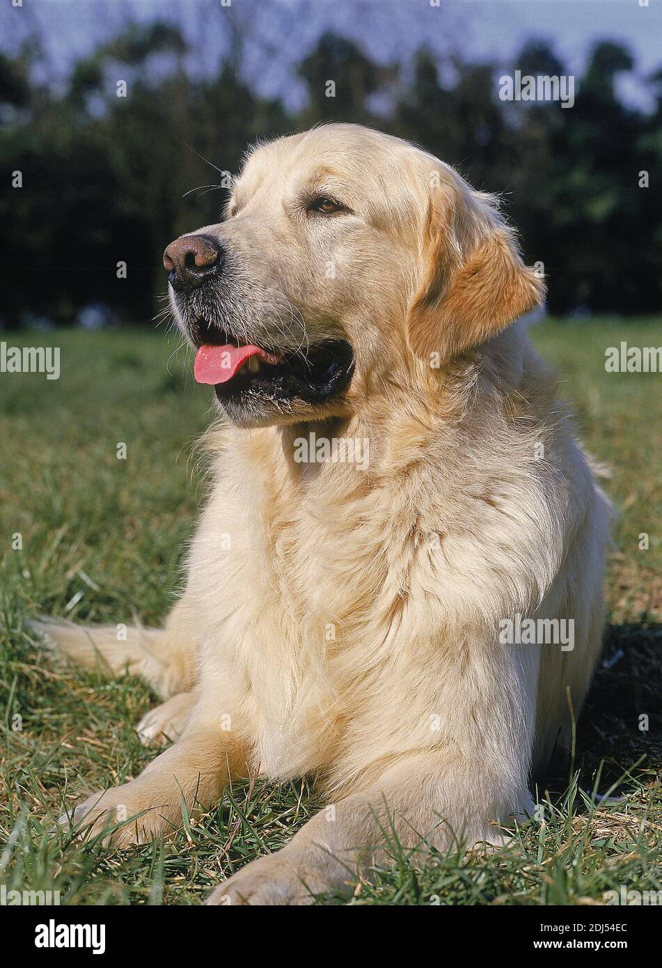 Golden Retriever Dog laying on Grass Stock Photo - Alamy