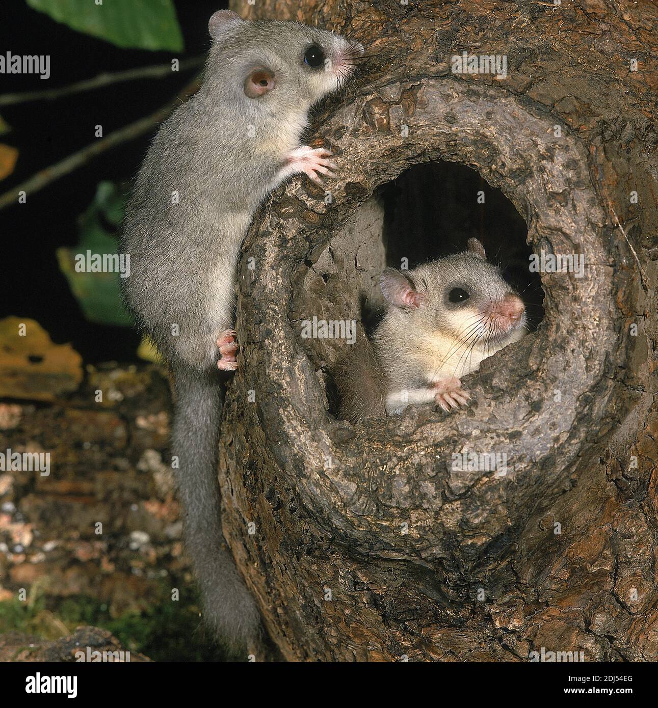 edible-dormouse-glis-glis-adults-standing-at-nest-entrance-stock