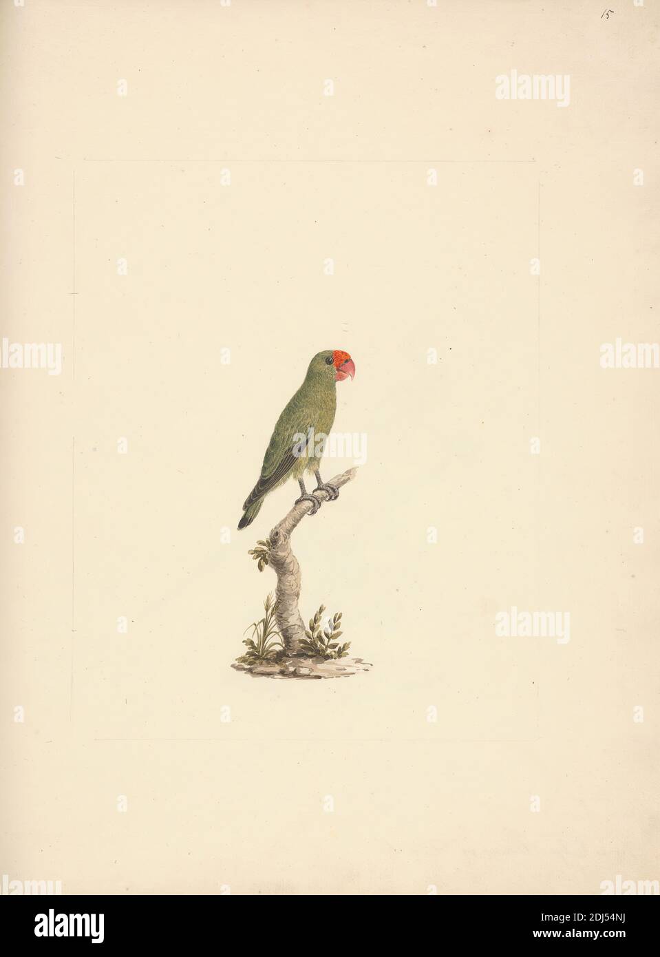Agais Taranta Black Winged Lovebird Luigi Balugani 1737 1770 Italian Undated Watercolor Gouache And Graphite On