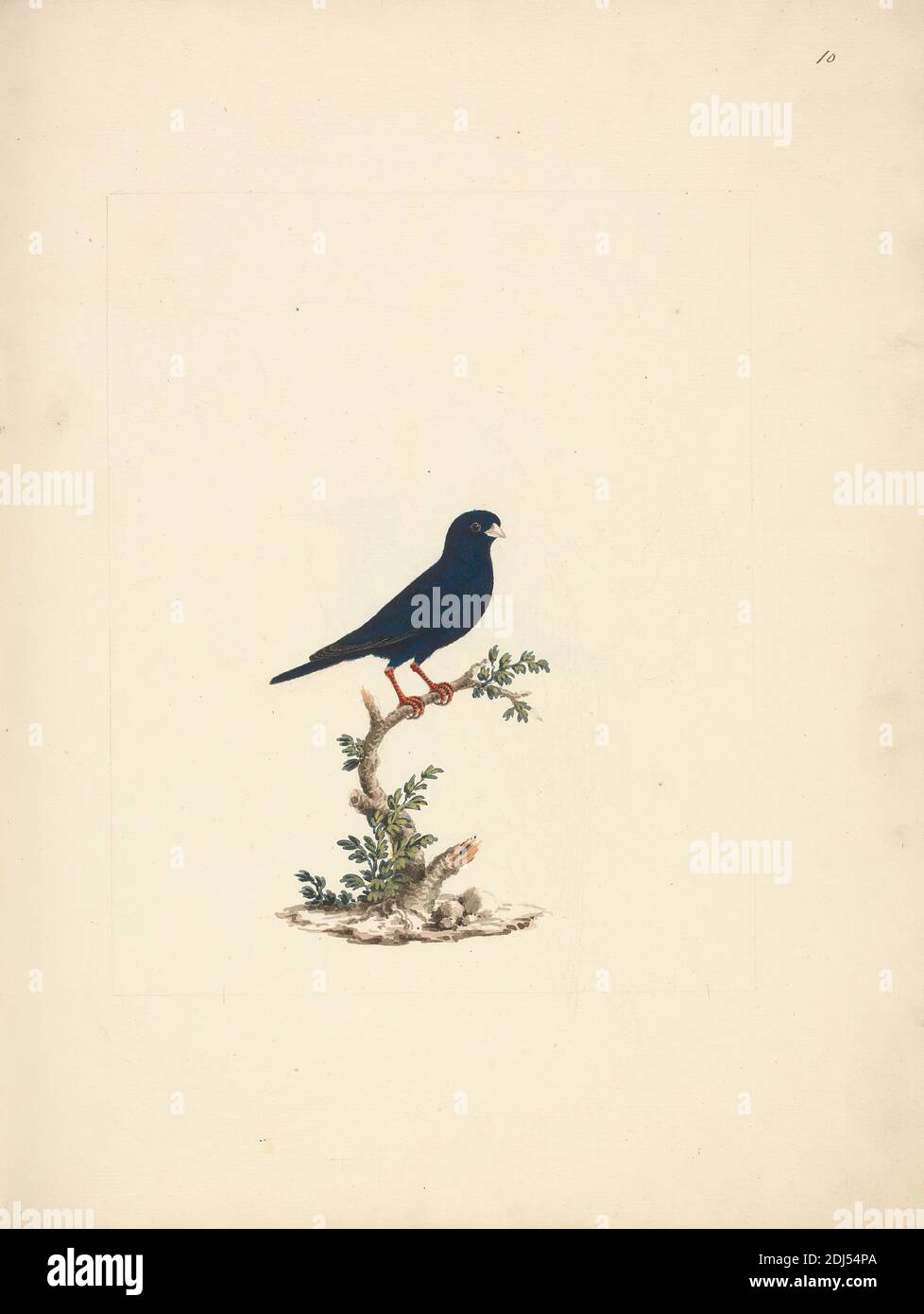 Vidua Chalybeata Village Indigobird Luigi Balugani 1737 1770 Italian Undated Watercolor Goucahe And Graphite On Medium Slightly Textured Cream Laid Paper Binding 16 Inches 40 6 Cm And Sheet 15 7 8 12 Inches 40 3 30 5 Cm Animal Vidua Chalybeata Village Indigobird Luigi Balugani 1737 1770 Italian Undated Watercolor Goucahe And Graphite On Medium Slightly Textured Cream Laid Paper Binding 16 Inches 40 6 Cm And Sheet 15 7 8 12 Inches 40 3 30 5 Cm Animal