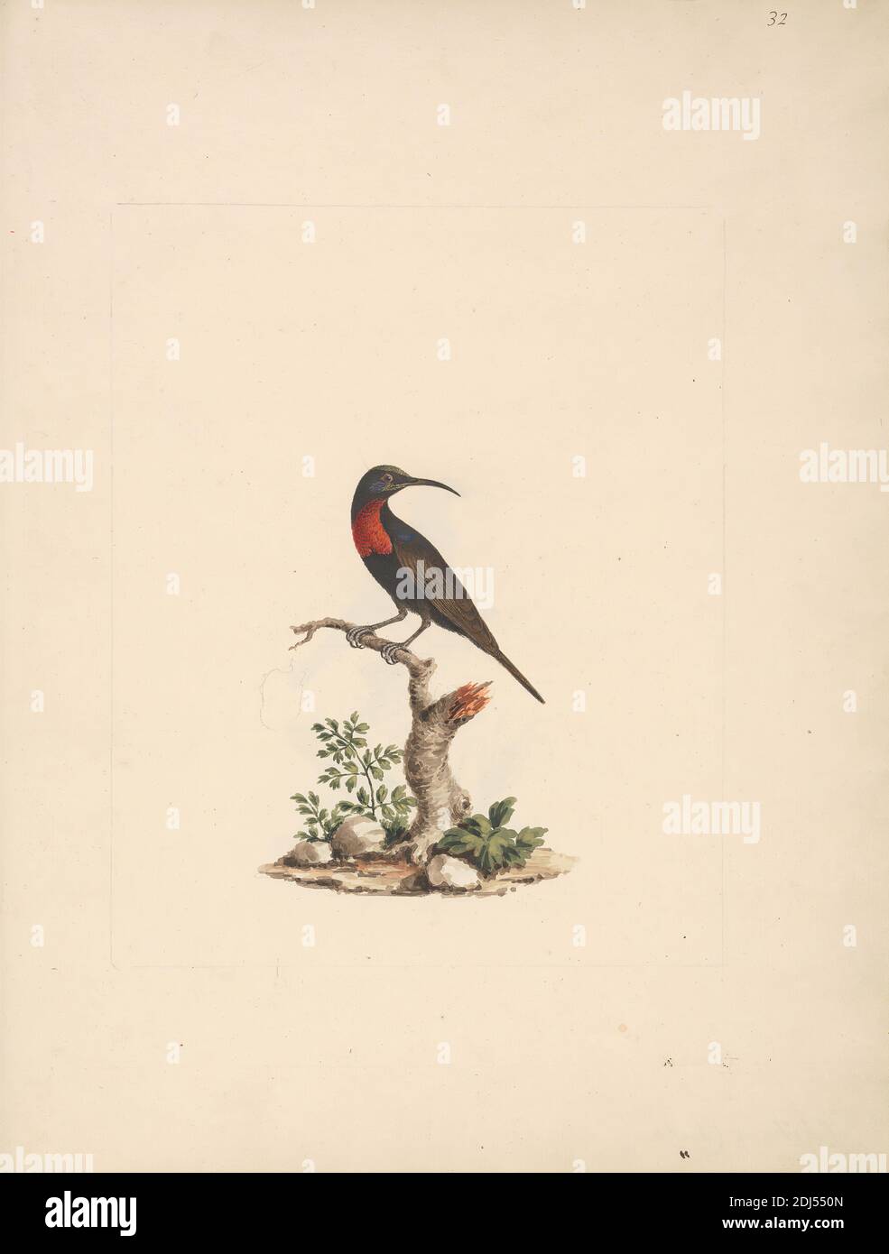 Chalcomitra Senegalensis Scarlet Chested Sunbird Luigi Balugani 1737 1770 Italian Undated Watercolor Gouache And Graphite On Chalcomitra Senegalensis Scarlet Chested Sunbird Luigi Balugani 1737 1770 Italian Undated Watercolor Gouache And Graphite On