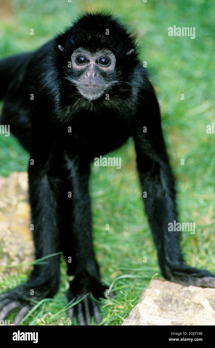 Black Spider Monkey, ateles paniscus Stock Photo - Alamy