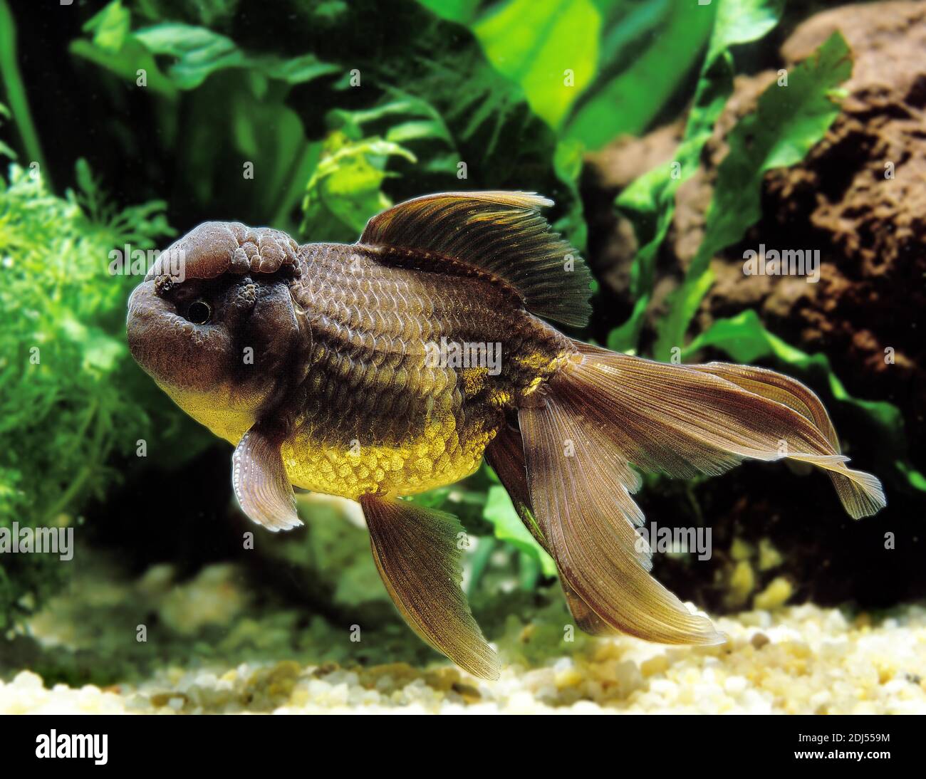 Oranda Goldfish, carassius auratus, Adult Stock Photo