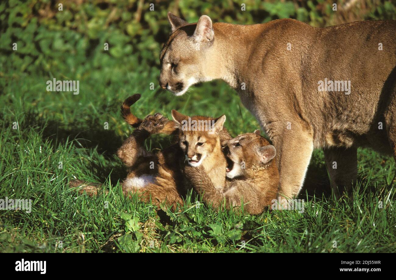 Cougar, puma concolor, Mother with Cub Stock Photo - Alamy