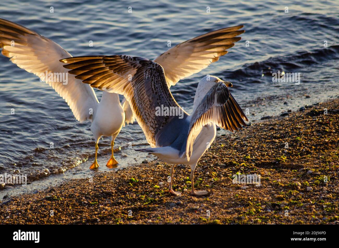 A juvenile yellow-legged gull ( Larus michahellis ) is scared off the territory of an adult on a beach near Alexandroupoli, Evros, Greece - Photo: Geo Stock Photo