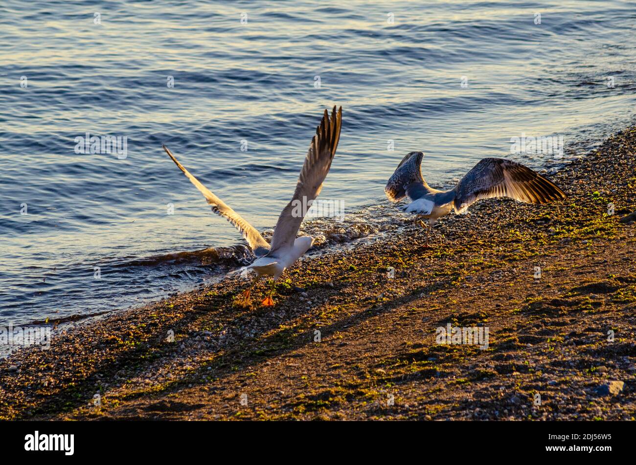 A juvenile yellow-legged gull ( Larus michahellis ) is scared off the territory of an adult on a beach near Alexandroupoli, Evros, Greece - Photo: Geo Stock Photo