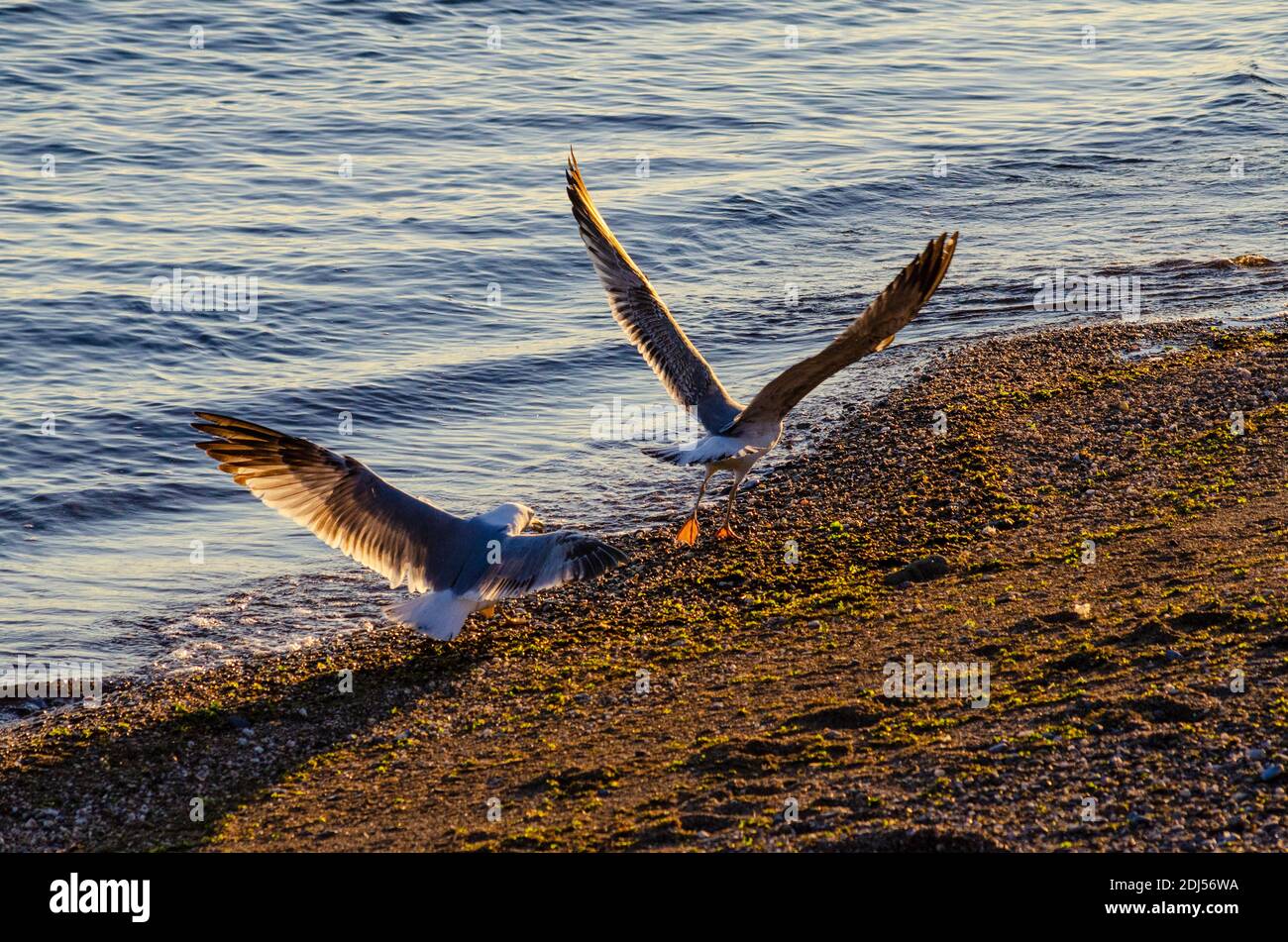 A juvenile yellow-legged gull ( Larus michahellis ) is scared off the territory of an adult on a beach near Alexandroupoli, Evros, Greece - Photo: Geo Stock Photo
