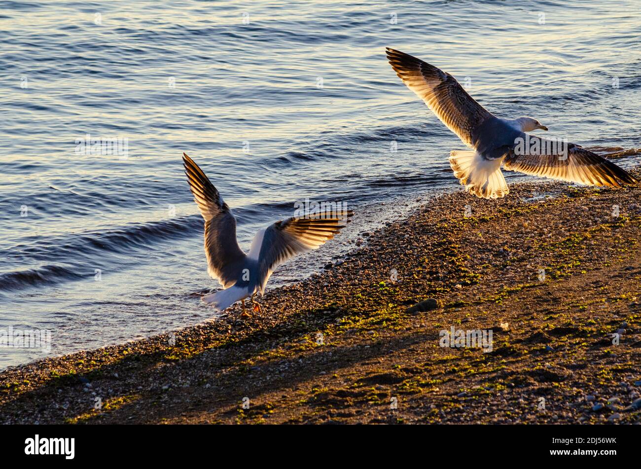 A juvenile yellow-legged gull ( Larus michahellis ) is scared off the territory of an adult on a beach near Alexandroupoli, Evros, Greece - Photo: Geo Stock Photo