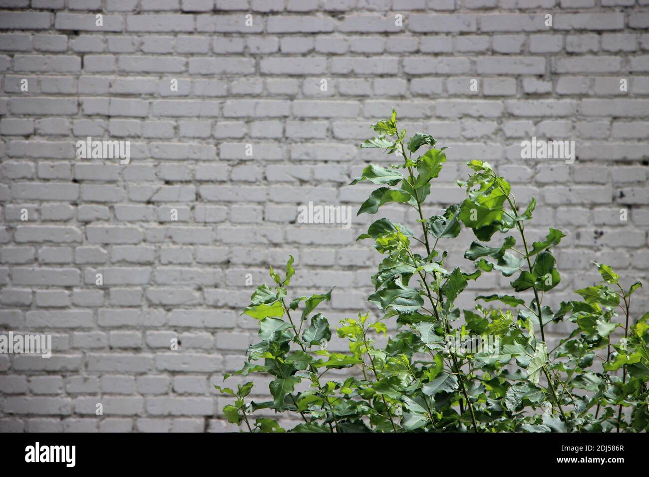 Light grey grunge brick wall background texture Stock Photo - Alamy