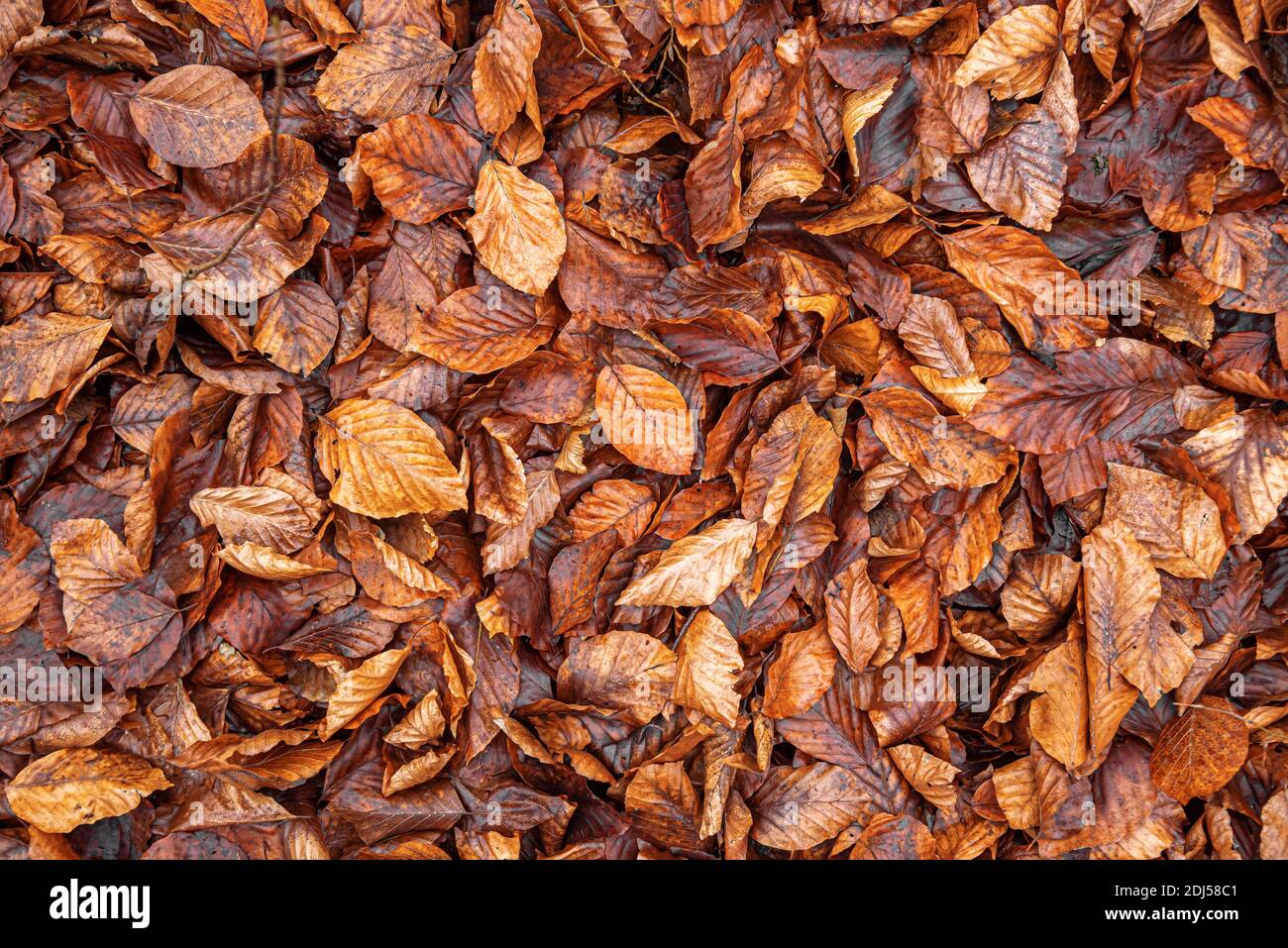 Yellow fallen leaves on the ground as a background Stock Photo - Alamy