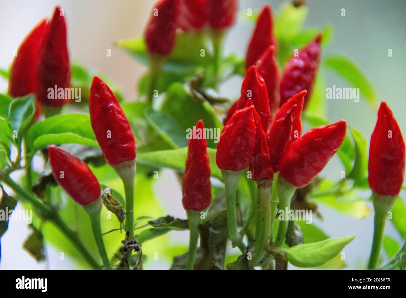 Homemade pepper plant. Indoor pepper. Houseplants. Plants in the house Stock Photo
