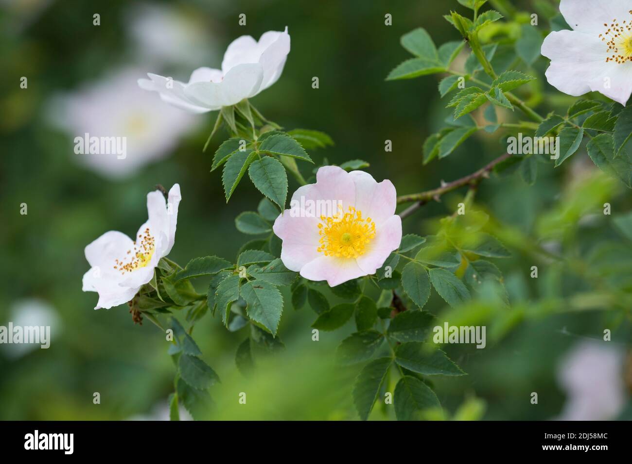 Hunds-Rose, Hundsrose, Heckenrose, Wildrose, Rose, Rosen, Rosenblüten,  Blüte, Blüten, Rosenblüte, Wildrosen, Heckenrosen, Rosa canina, Common  Briar, B Stock Photo - Alamy