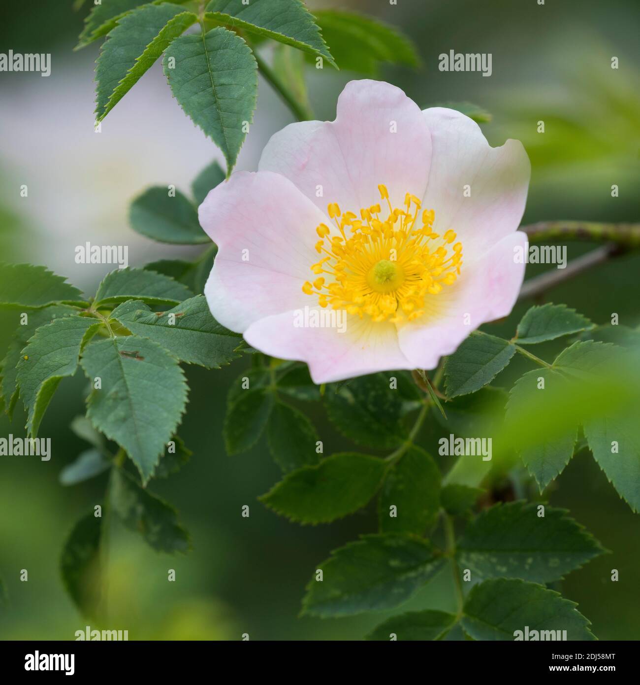 Wildrosen High Resolution Stock Photography and Images - Alamy
